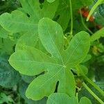 Tropaeolum peregrinum Blatt