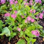 Myosotis sylvatica Libunga