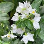 Solanum laxum Other