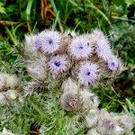 Carduus keniensis Blomma