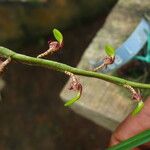 Bulbophyllum calyptratum Kwiat