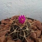 Stenocactus multicostatus Flower