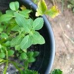 Plectranthus ornatus Leaf