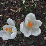 Crocus flavus Blomst