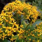Dendrophorbium lucidum Flor
