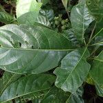 Leptactina arborescens Blatt