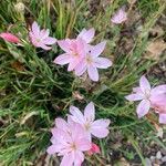 Hesperantha coccinea 花