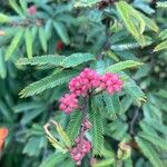 Calliandra selloi Blatt