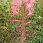 Watsonia merianaΛουλούδι