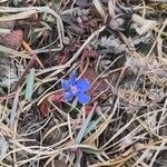 Gentiana sierrae Flower