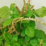 Amaranthus blitum Leaf