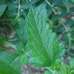 Verbena × hybrida List