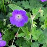 Geranium pratenseFlor