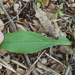 Solidago speciosa 葉