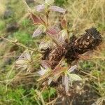 Combretum molle Leaf