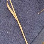 Carex distans Leaf