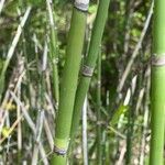 Equisetum hyemaleкора