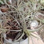 Tillandsia aeranthos Fulla