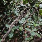 Garrya elliptica Çiçek