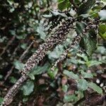 Garrya elliptica Flower