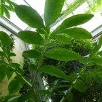 Amorphophallus titanum Blad