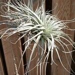 Tillandsia pohliana 葉