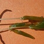 Callitriche truncata Habitus