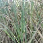 Miscanthus × longiberbisDeilen