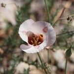 Calochortus venustus ᱵᱟᱦᱟ