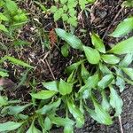 Hosta sieboldii Folla