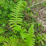 Thelypteris noveboracensis Blatt