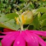 Passiflora manicata Flower