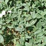 Convolvulus arvensis عادت داشتن