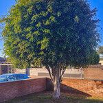 Ficus benjamina Hàbitat