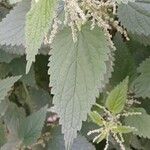 Urtica dioica Folha