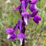 Anacamptis morioFlower