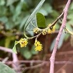 Azara uruguayensis Blomma