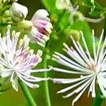 Thalictrum aquilegiifolium Blüte