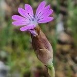 Petrorhagia velutina Λουλούδι