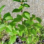 Betula medwediewii Hoja