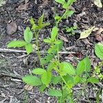 Rubus pensilvanicus Blatt