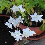 Solanum laxum Flower