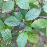 Cotoneaster acutifolius Frutto