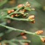 Callitris muelleri Leaf