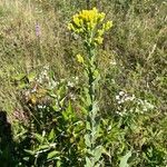 Solidago rigidaLorea