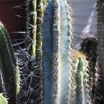 Pilosocereus pachycladus ഇല