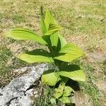 Veratrum albumFulla