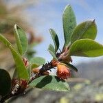 Cotoneaster integerrimus Habitat