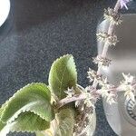 Coleus barbatus Leht