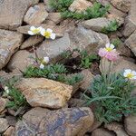 Ranunculus glacialis Hábitos